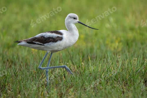 Preview: American Avocet in a Grassy Field