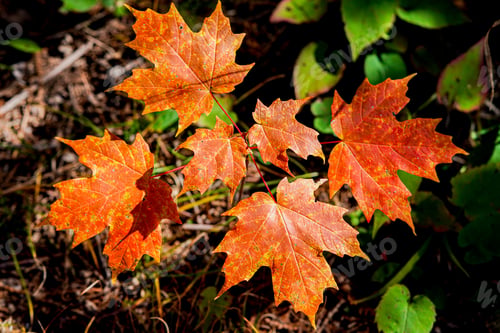 Preview: Vibrant maple leaves in beautiful fall colors.