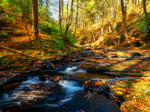 Preview: Stream in The autumn forest