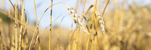 Preview: Ears of wheat growing in the field. The concept of harvesting.