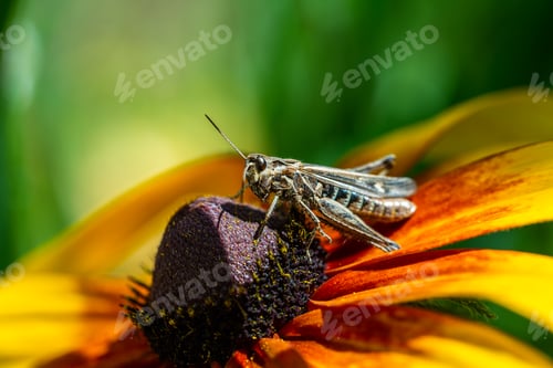 Preview: grasshopper resting on rudbeckia flower in garden