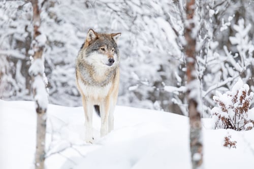 Preview: Beautiful wolf standing in the snow in beautiful winter forest