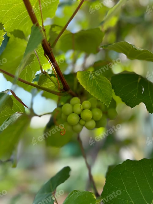 Preview: A grapevine.