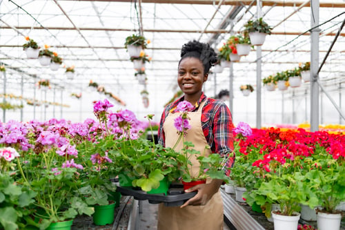 Preview: Woman in Greenhouse with Geraniums