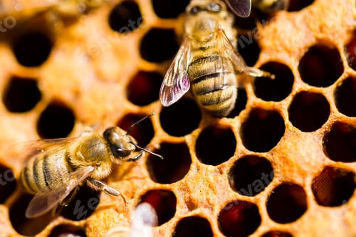 Preview: Beekeeping