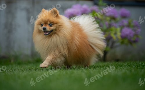 Preview: Pomeranian dog walking on green grass with purple flowers in the background
