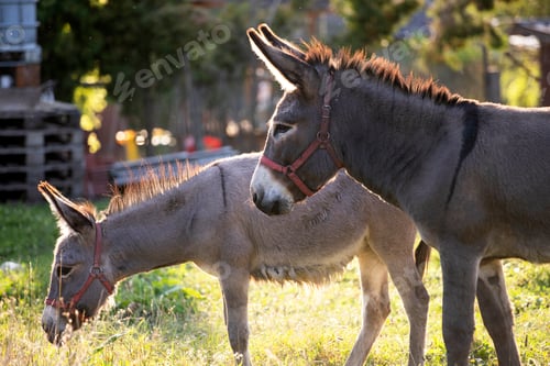 Preview: Donkeys grazing in the summer meadow