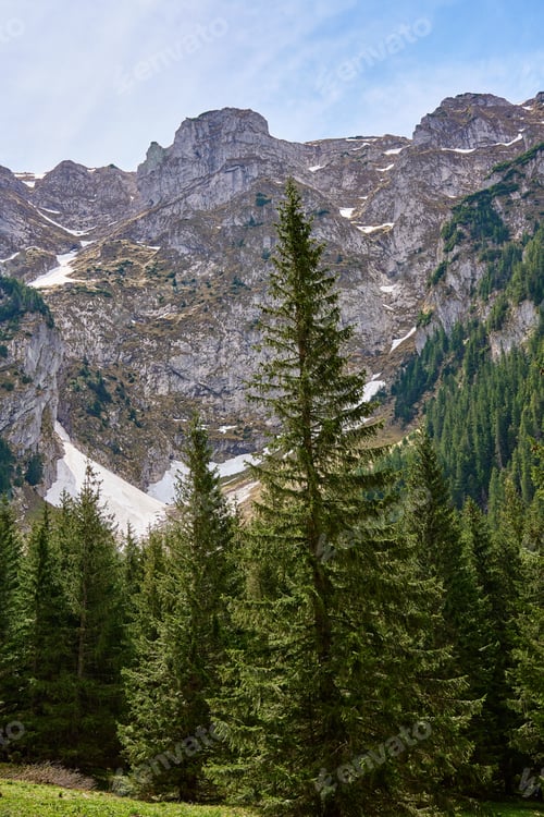 Preview: Mountain landscape with green meadow and pine forest