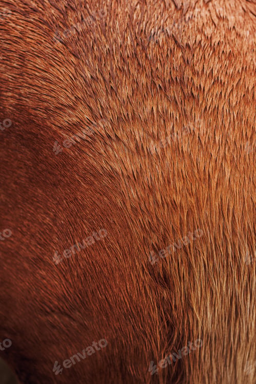 Preview: Vertical closeup of a brown horse's fur against a blurry background