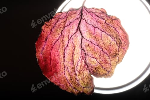 Preview: Dry Leaf Texture Abstract Background