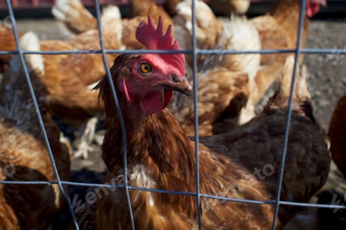 Preview: Autumn farm Rooster