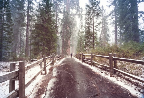 Preview: Sequoia forest in winter season