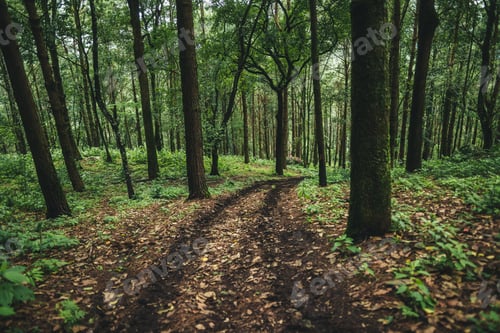 Preview: A path in a natural pine forest