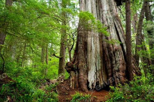 Preview: Western red cedar on the Cheewhat Giant Trail in Vancouver Island, BC, Canada