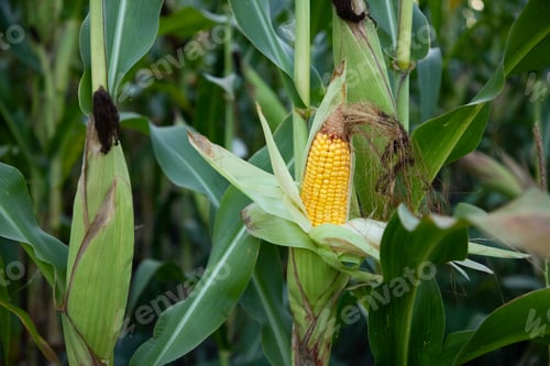 ripe corn on the field