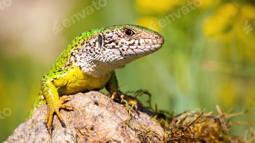 Preview: European green lizard basking on rock in summer