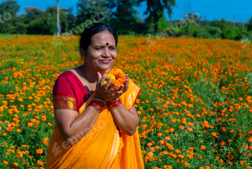 Preview: Indian woman collect marigold flower in beautiful garden.