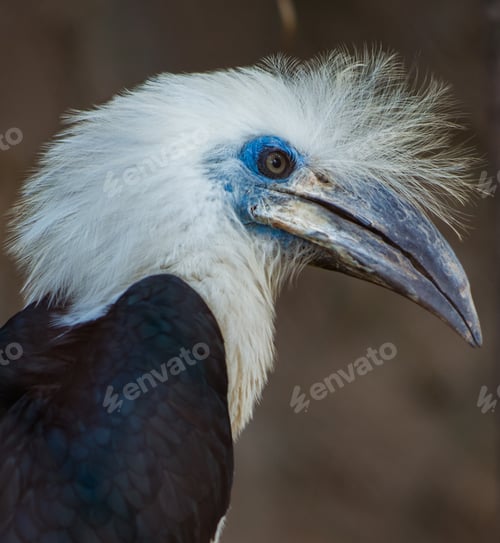 Preview: The white-crowned hornbill Berenicornis comatus