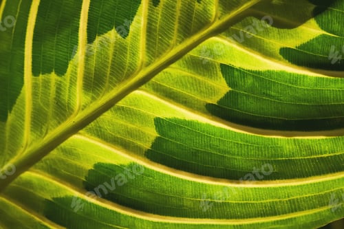 Preview: Close-up of a beautiful textured maranta leaf.
