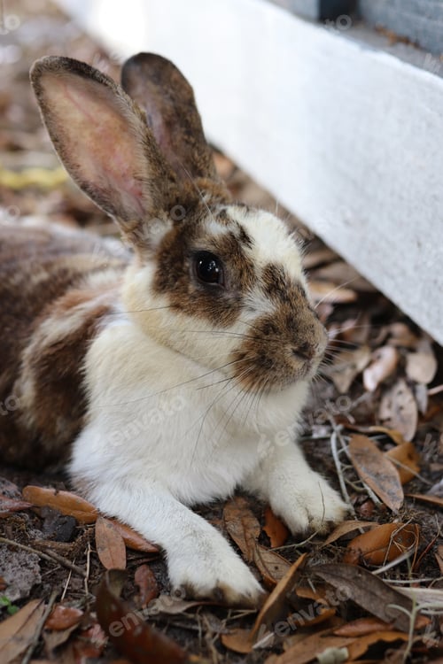 Preview: Closeup of cute bunny