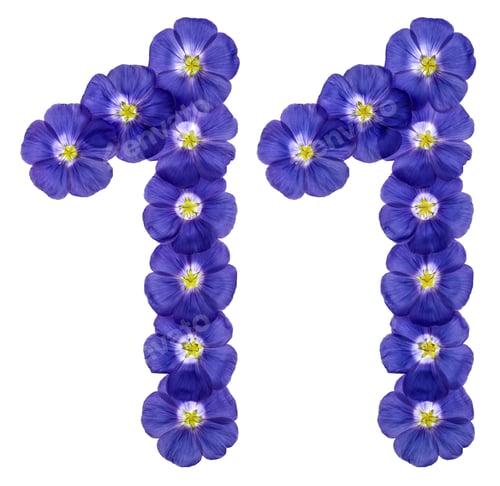 Preview: Arabic numeral 11, eleven, from blue flowers of flax, isolated on white background