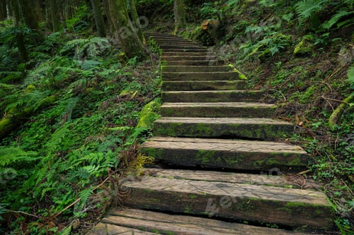 Preview: Beautiful wooden trail in the tree forest