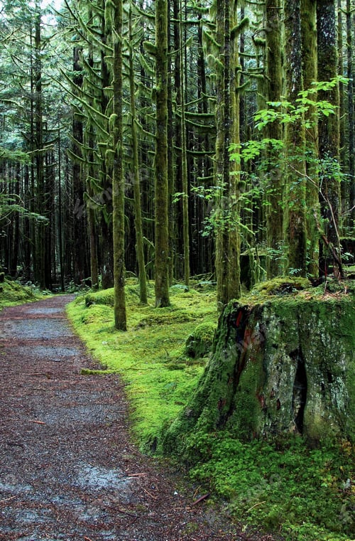 Preview: rain, raindrop, rainforest, raining