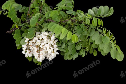 Preview: Blossoming inflorescence of white acacia, isolated on black background