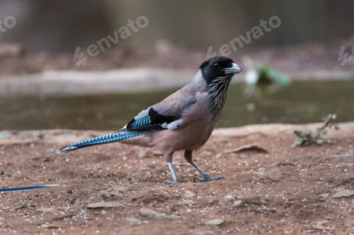 Preview: Black headed jay
