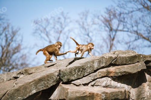 Preview: Hamadryads Baboons sit in the mountains.