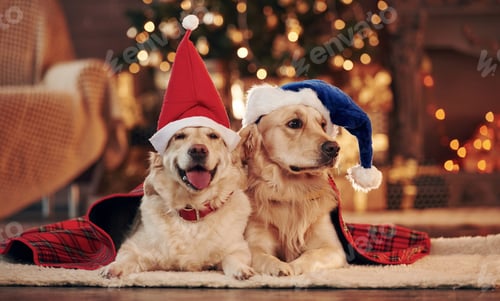 Preview: Two cute Golden retrievers together at home. Celebrating New year