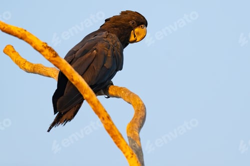 Preview: Black Cockatoo perched atop a slender tree with the blue sky in background