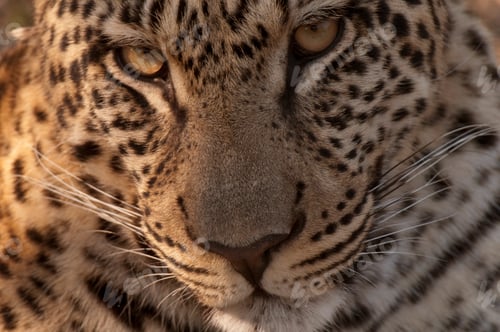 Preview: Intense gaze of a leopard in closeup
