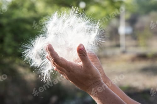 Preview: Silkweed seeds on the woman hand