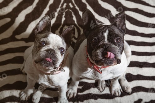 Preview: A pair of French bulldog dogs looking up with their tongues out waiting for an award from the owner.