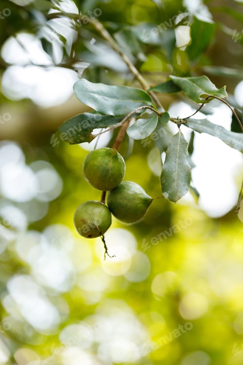 Preview: Macadamia nuts ready for harvesting