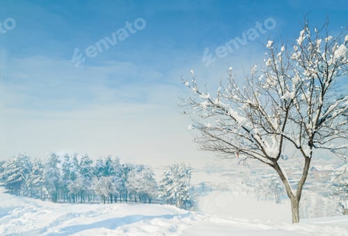 Preview: Trees in the winter. Image of a snowy landscape.