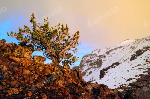 Preview: Cypress tree sprouting from rocky terrain against a snowy mountain backdrop.