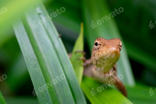 Preview: Brown gecko hiding behind the leaves