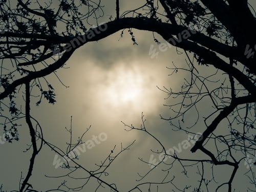 Preview: Dramatic Sun And Trees - Photograph Of An Afternoon Sun In An Overcast Sky Behind Silhouetted Trees.