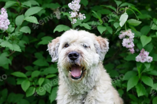 Preview: Cute smiling South Russian Shepherd Dog for a walk in a summer park on a background of lilac bushes.