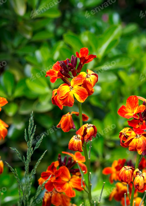Preview: spring flowers
