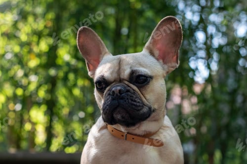 Preview: Closeup shot of a cute french bulldog in a sunny park