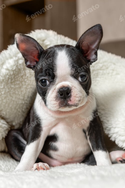 Preview: Portrait of a cute little Boston Terrier puppy sitting on a bed