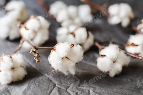 Preview: Cotton plant branches lie on a grey cotton fabric.