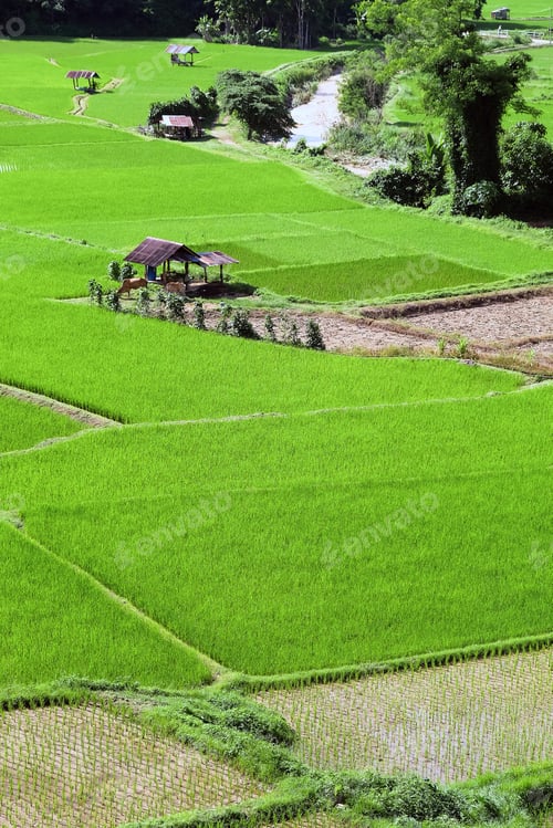 Preview: Landscape view of green Rice field at Phuket temple in Pua district, Nan province, Thailand