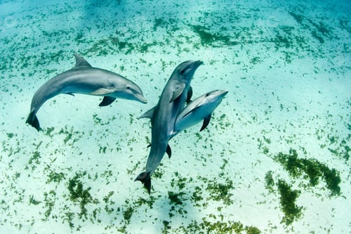 Preview: Dolphins swimming in tropical water