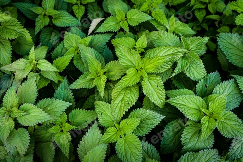 Preview: Stinging nettle leaves as background. Green texture of nettle. Top view
