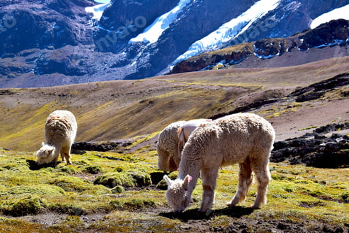 Preview: View of Alpacas in Peru