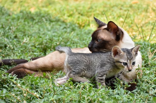 Preview: Cute baby tabby kitten in the grass on a summer day